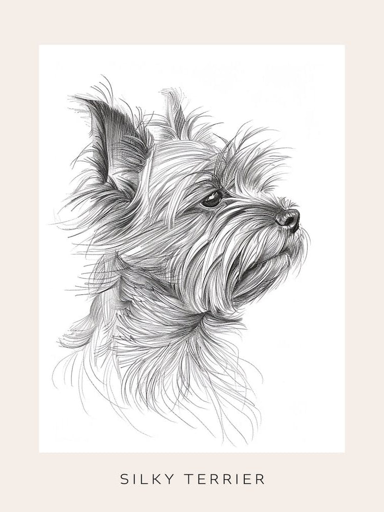 Silky Terrier Dog Line Sketch 3 Poster