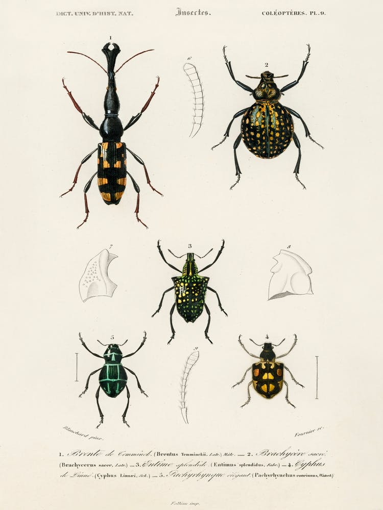 Different Types Of Insects, Charles Dessalines D'Orbigny 3