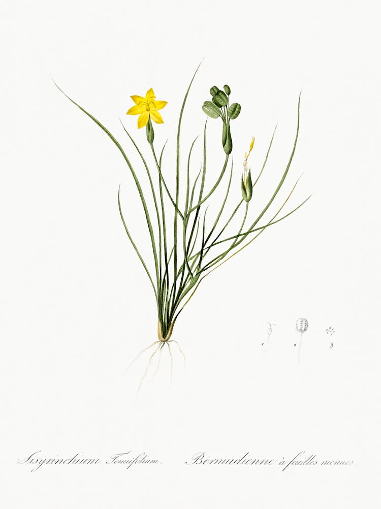 Golden Blue Eyed Grass Illustration From Les Liliacées (1805), Pierre Joseph Redoute