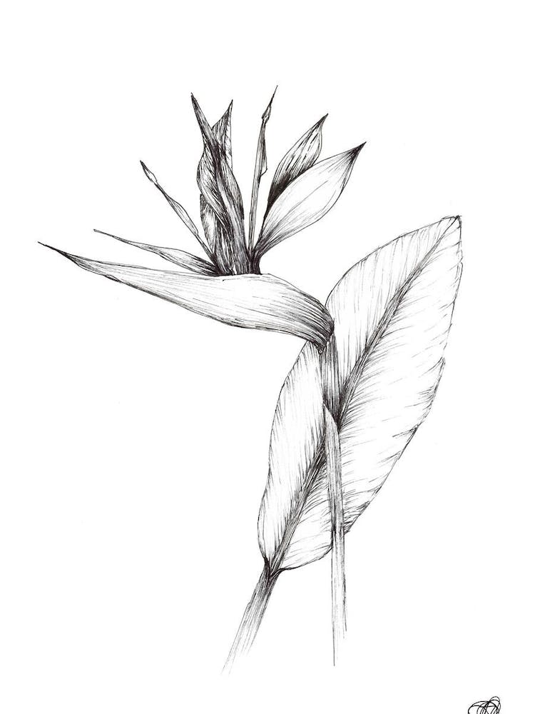 Black and White South African Strelitzia