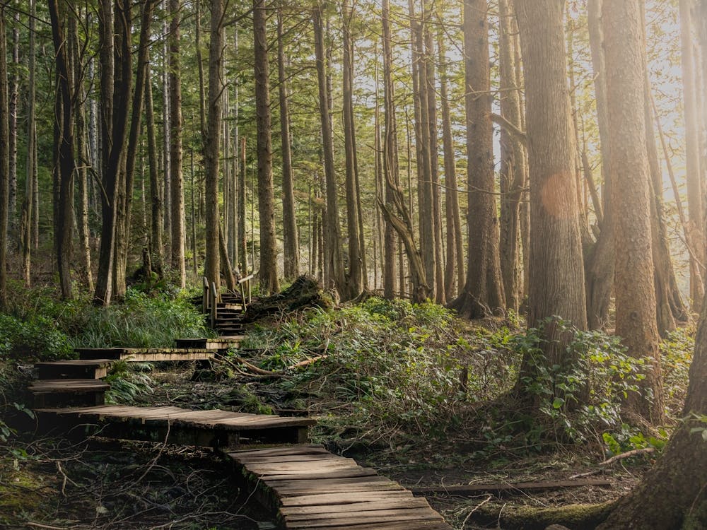 Pacific Northwest Forest Boardwalk - Olympic National Park
