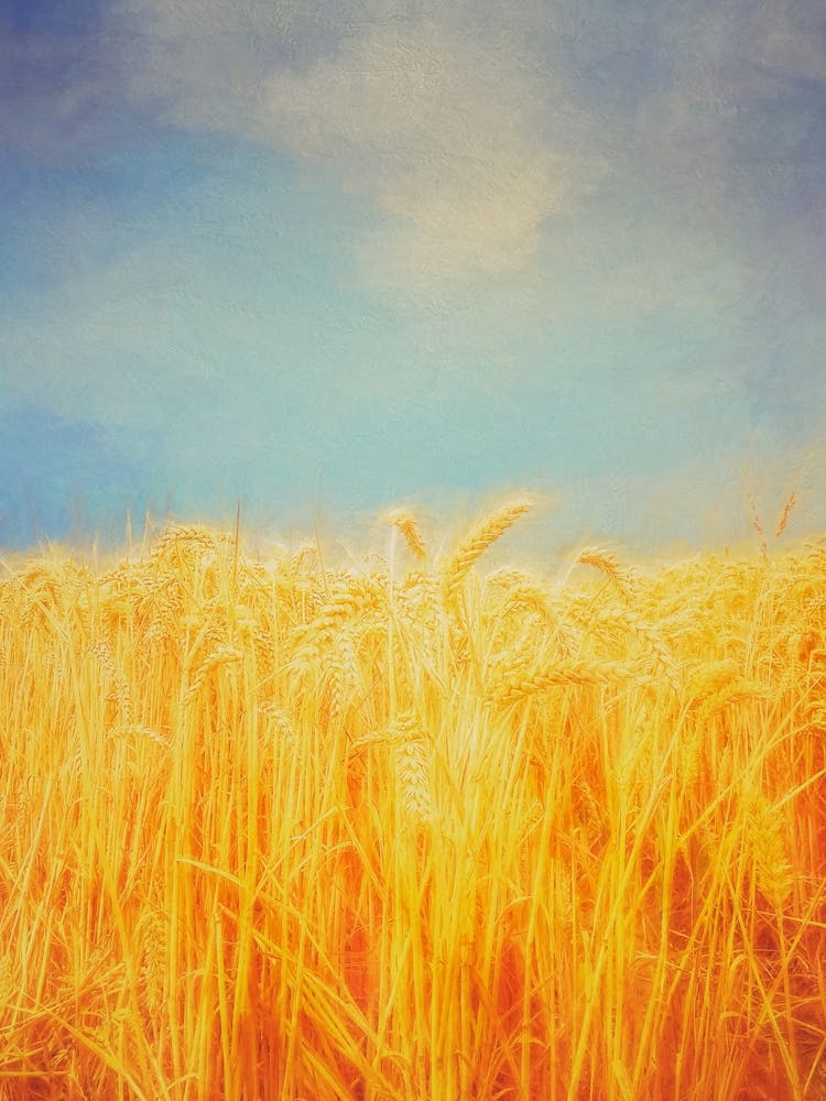Golden Wheat Field