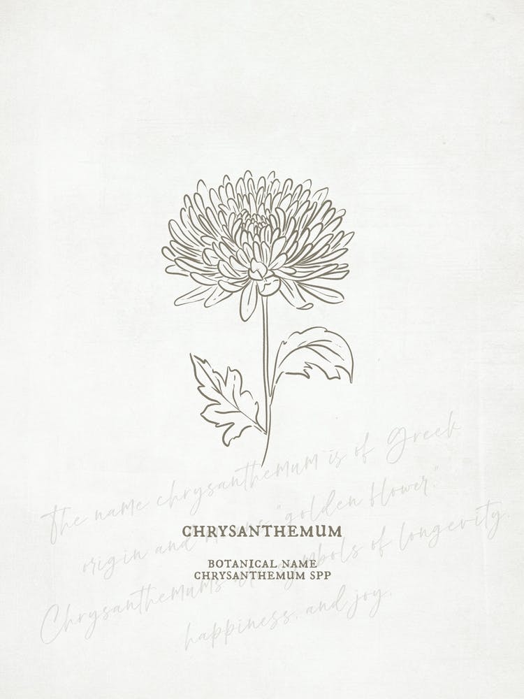Chrysanthemum Birth Flower | Antique