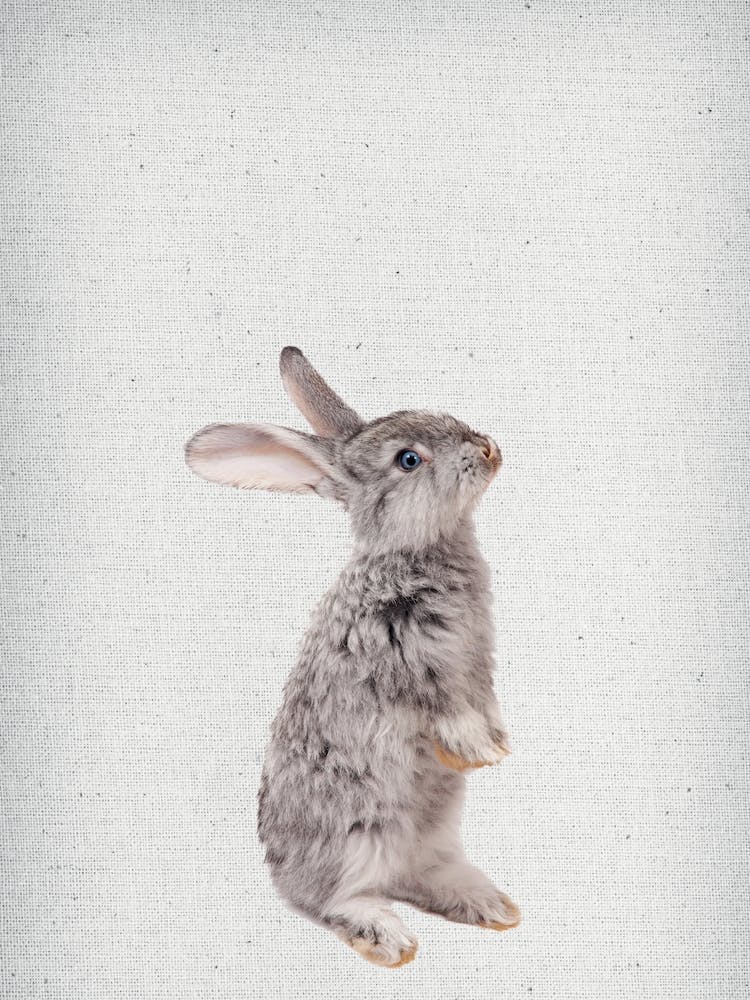 Frolein Rabbit II