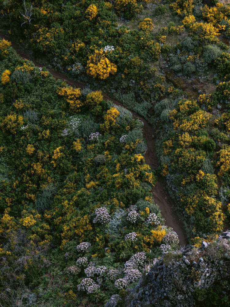 Bloom-path from above