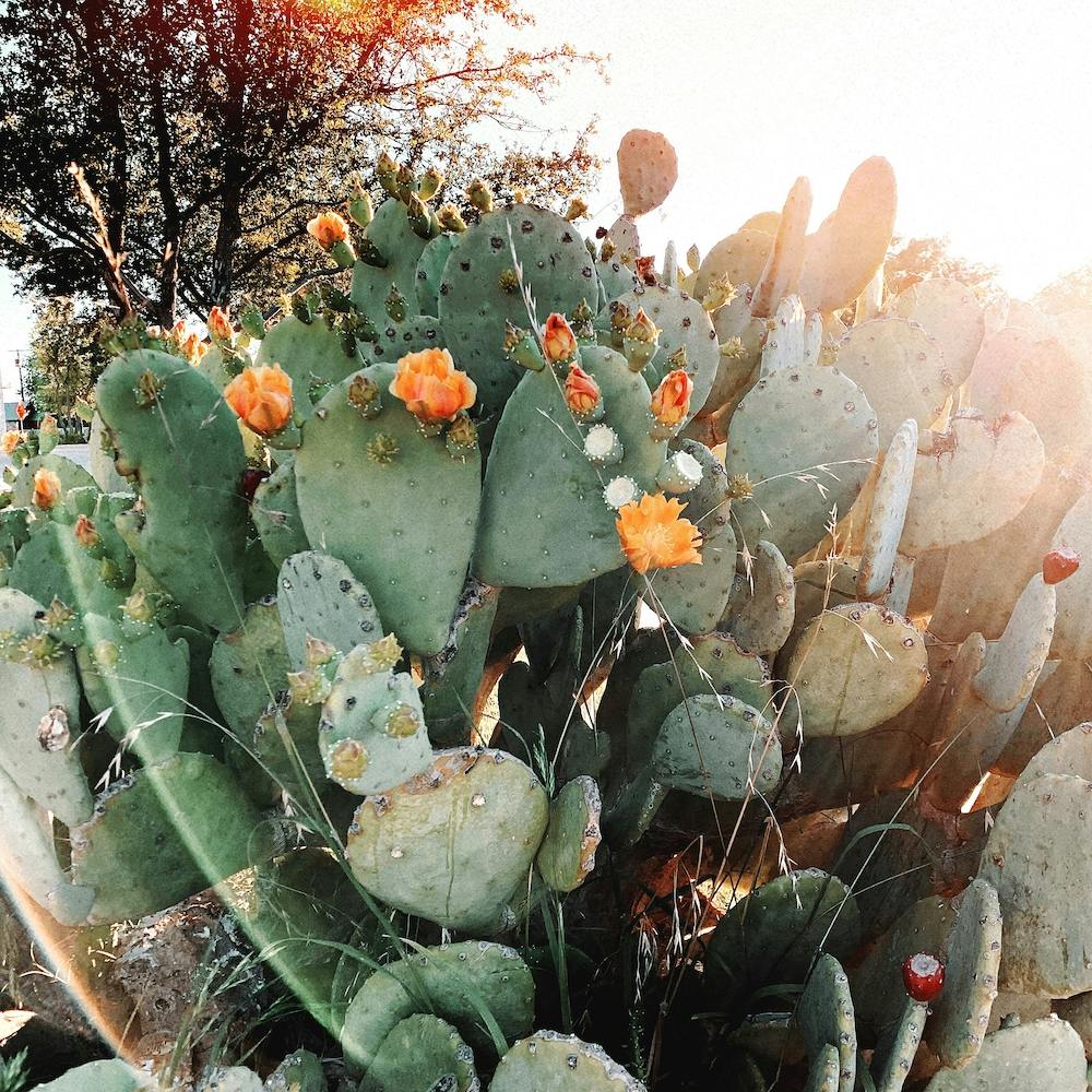 Cactus du Texas Carré