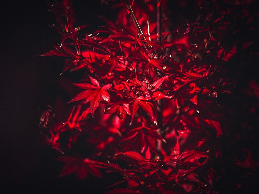 Dark Acer