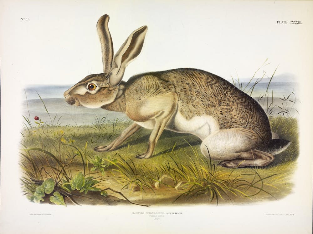Texian Hare, John James Audubon