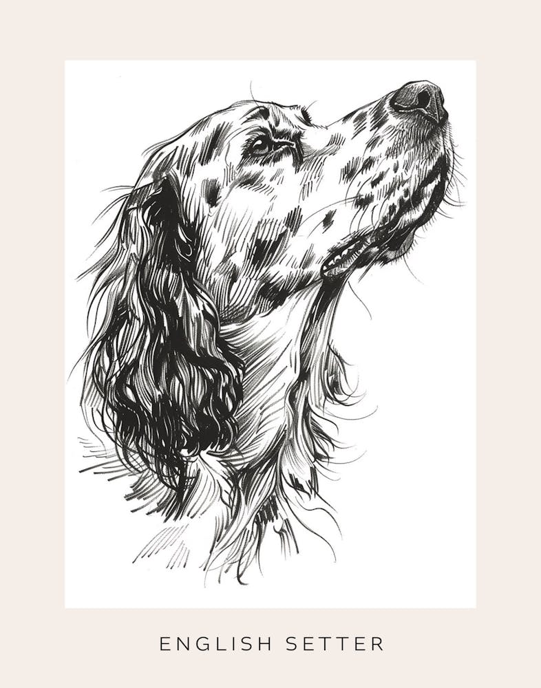 English Setter Dog Line Sketch 3 Poster