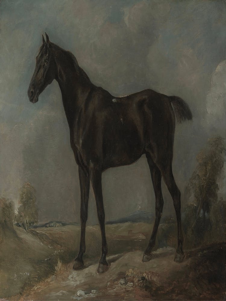 Black Horse Standing In A Field