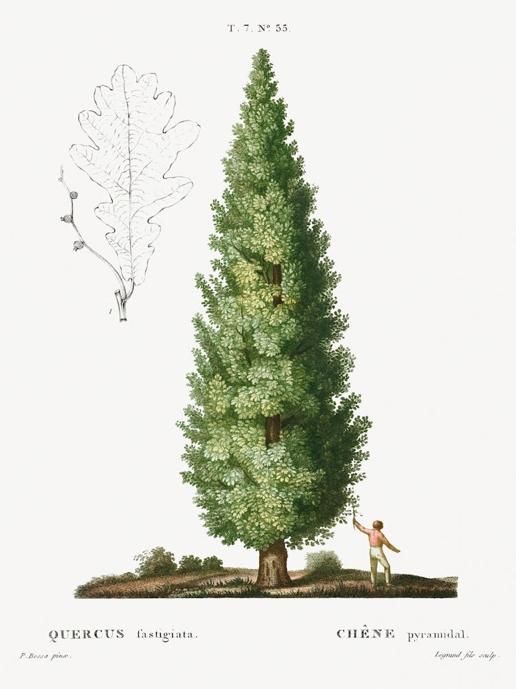 English Oak, Quercus Fastigiata, Pierre Joseph Redoute