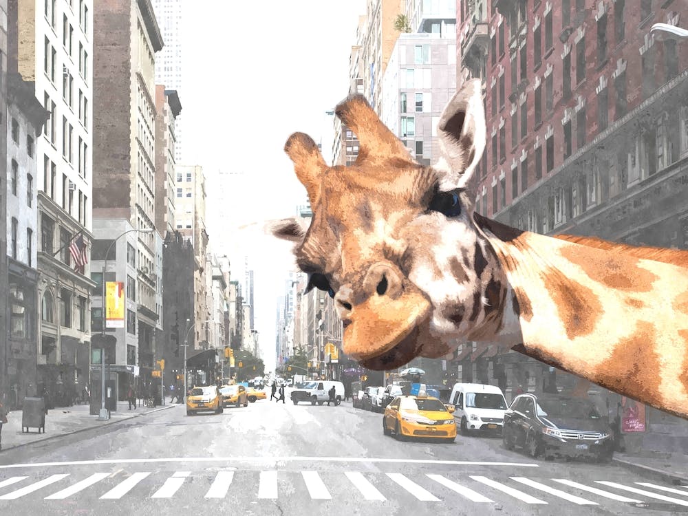 Giraffe New York City