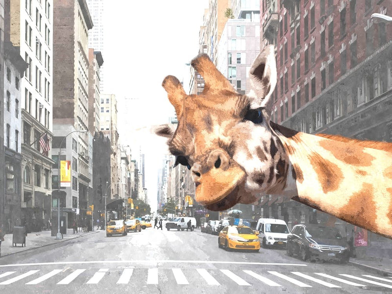 Giraffe New York City