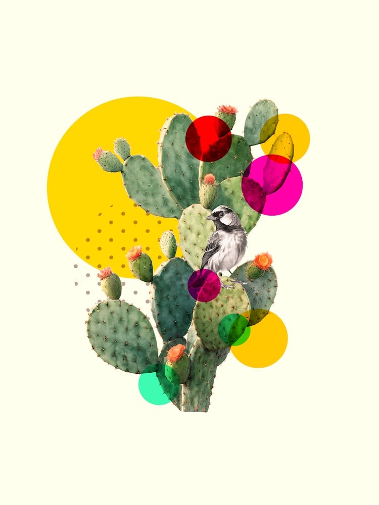 Cactus 4