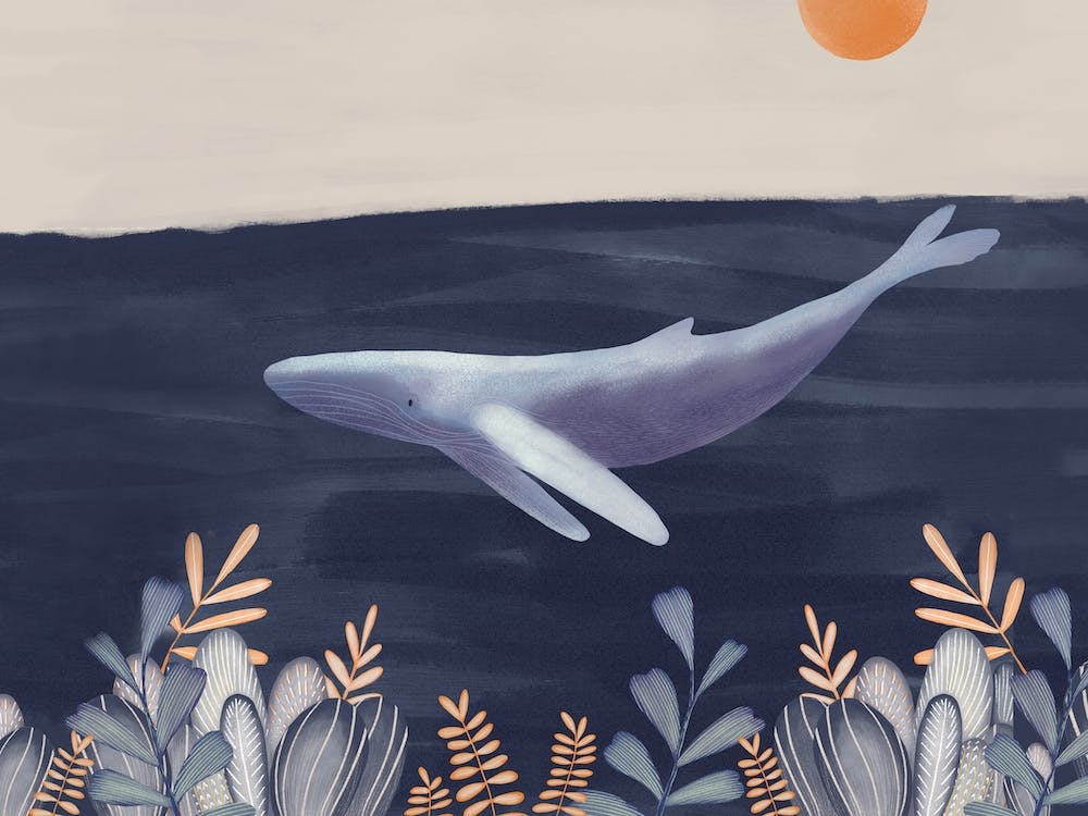 Whale