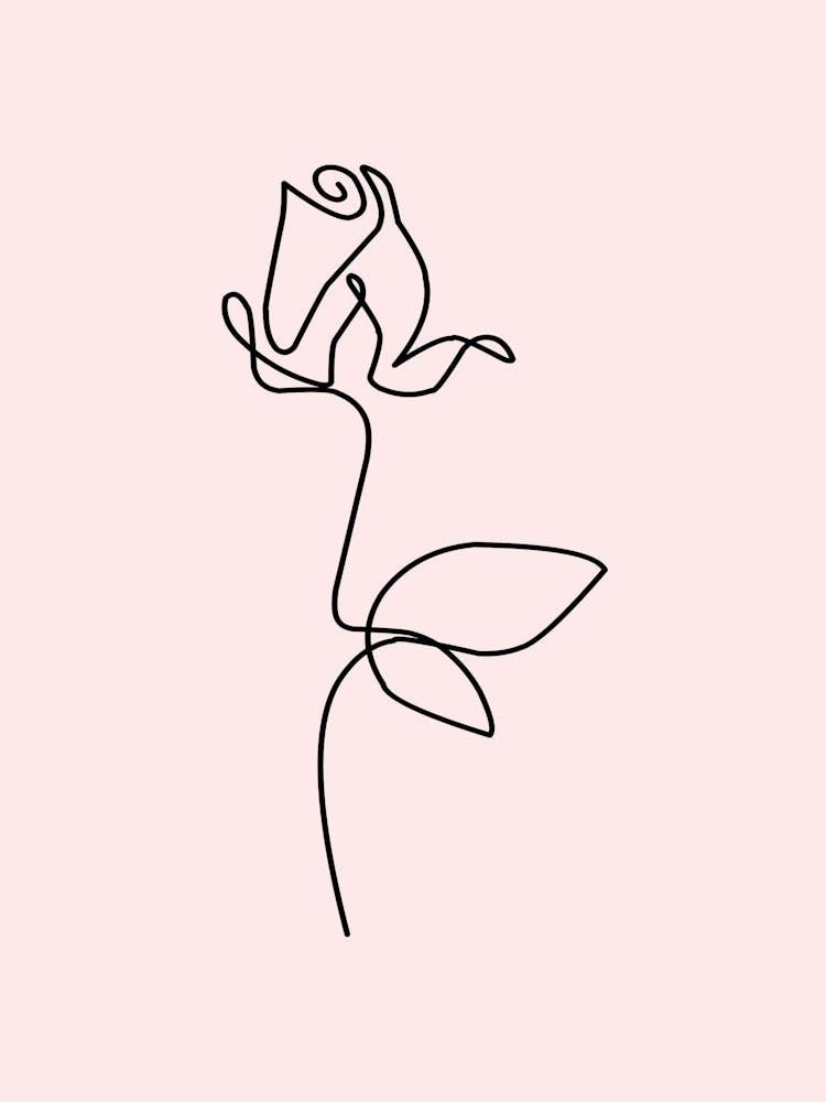 Single Rose 1