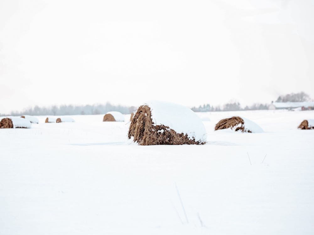 Snowed In Hay Field