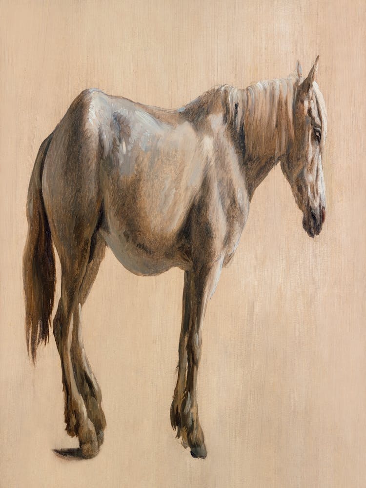 Study Of A Grey Horse (Ca