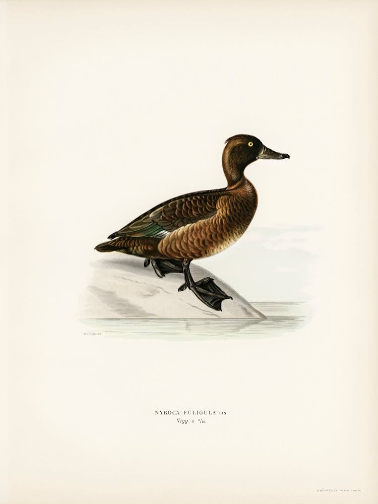 Ferruginous Duck Female, The Von Wright Brothers