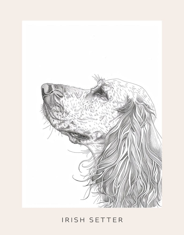 Irish Setter Line Sketch 1 Poster