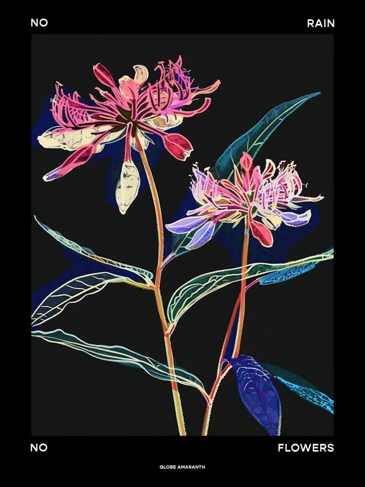 No Rain No Flowers Poster Globe Amaranth 2