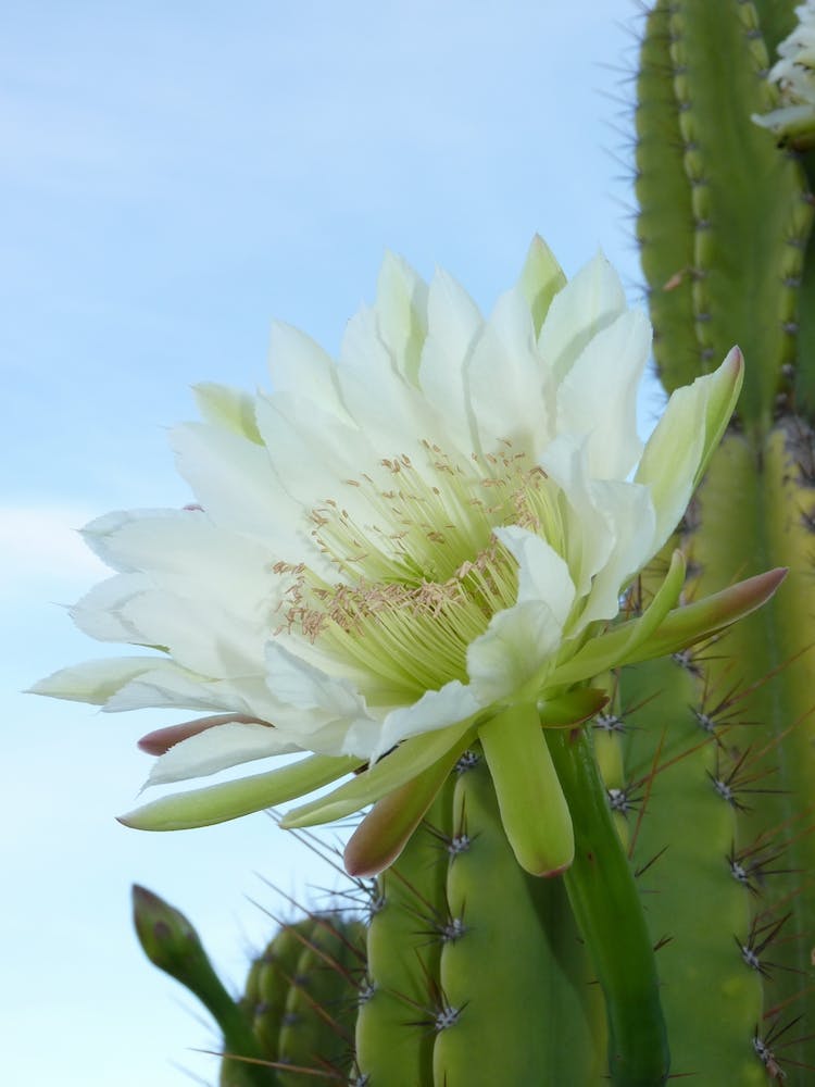 Wild Cactus Flower