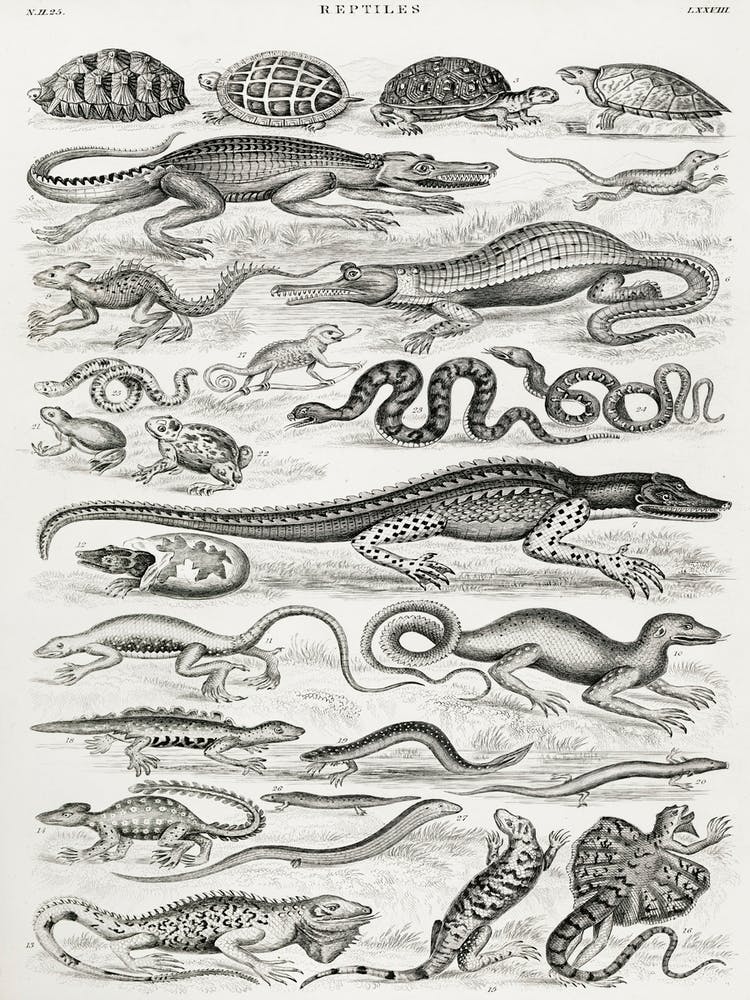 Reptiles, Oliver Goldsmith