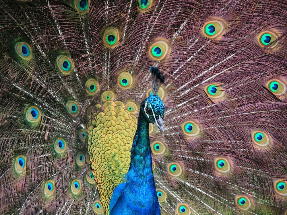 Proud Purple Peacock