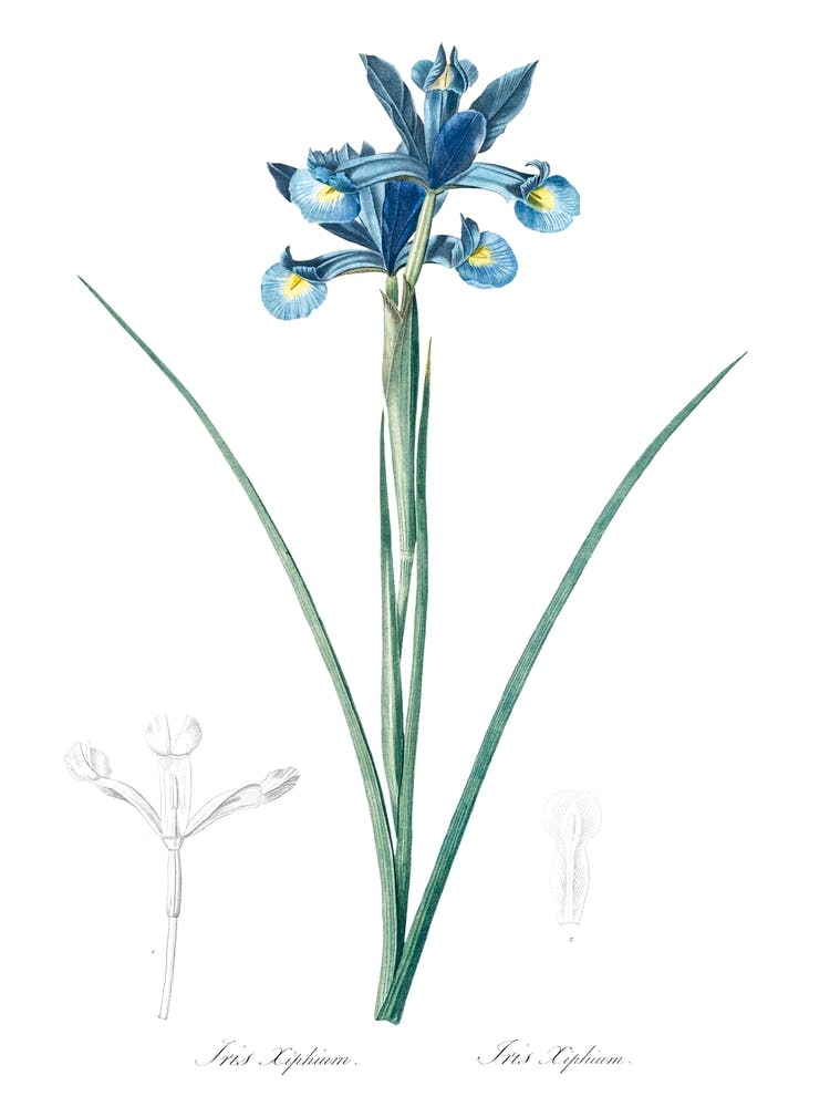Spanish Iris Illustration, Pierre Joseph Redoute