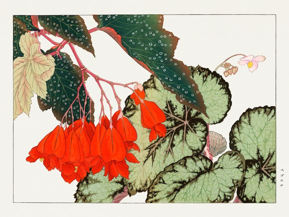 Cracklin Rosie Begonia Flower Woodblock Painting