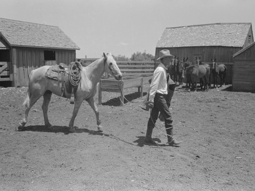 Cowboy Leading Horse Which He Has Just Saddled,Cattle Ranch Near Spur, Texas By Russell Lee