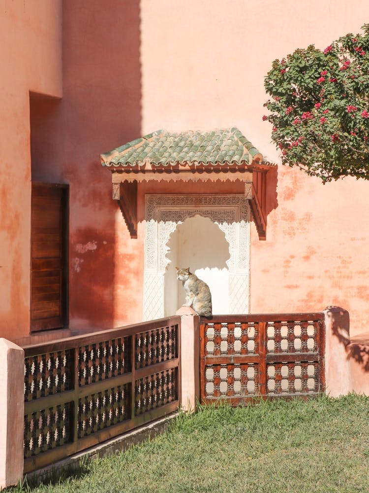 Cat In Marrakech