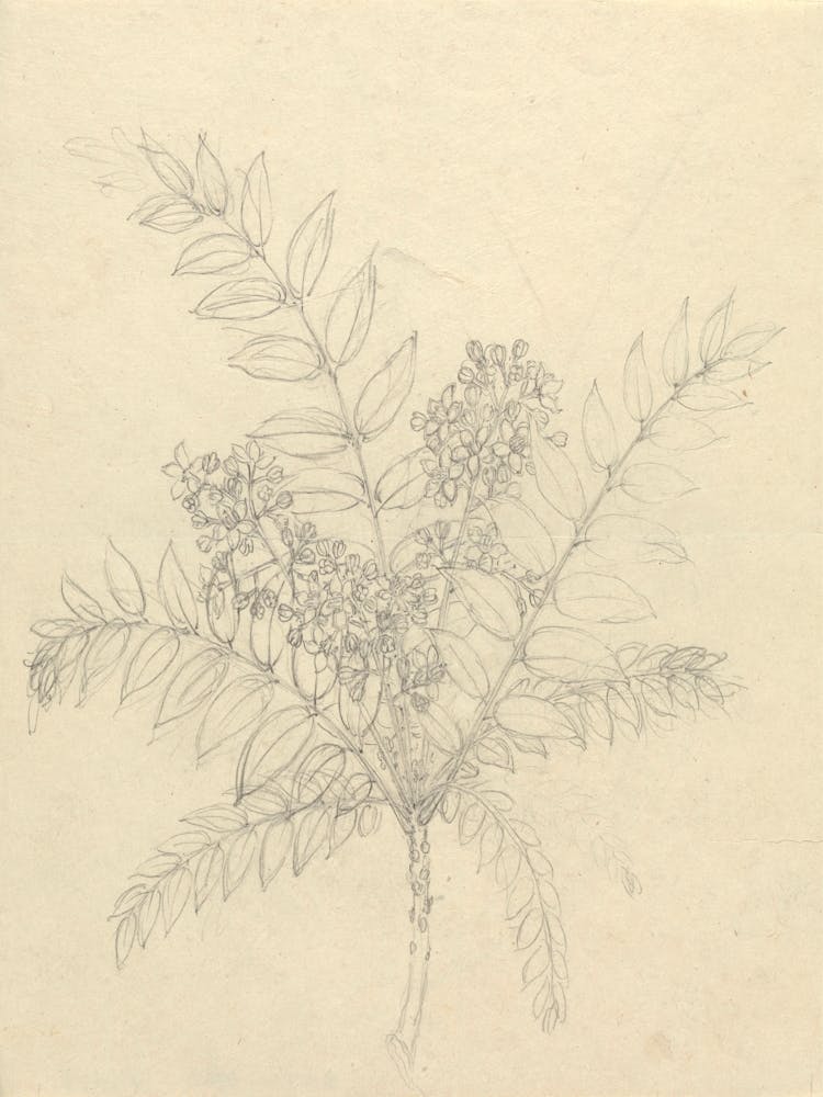 Clausena Anisata, Luigi Balugani