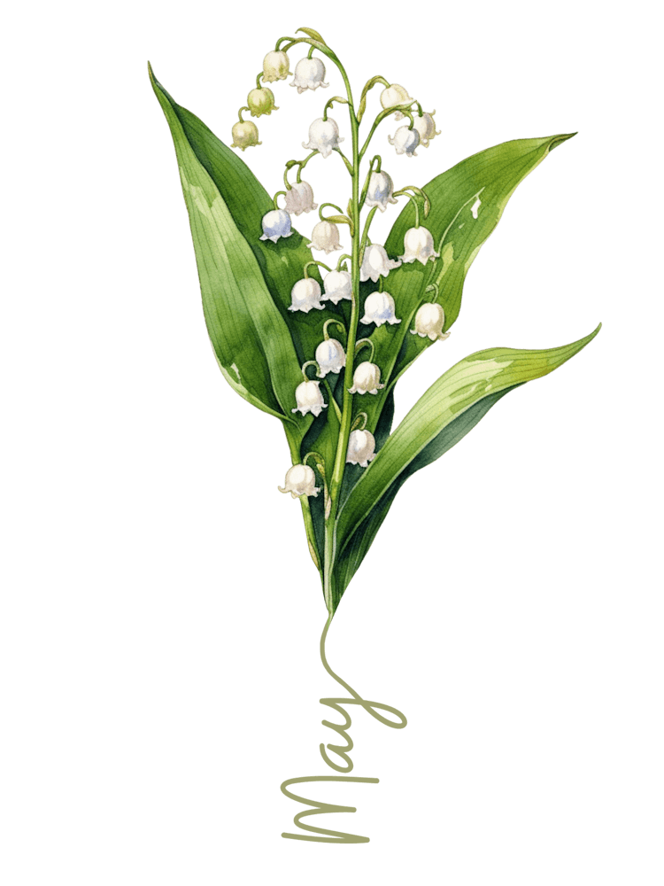 May Birth Flower Birth Month Botanical