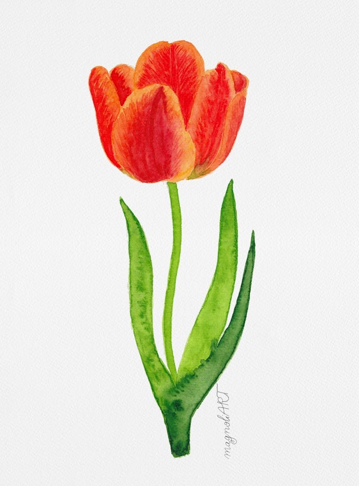 Tulip7