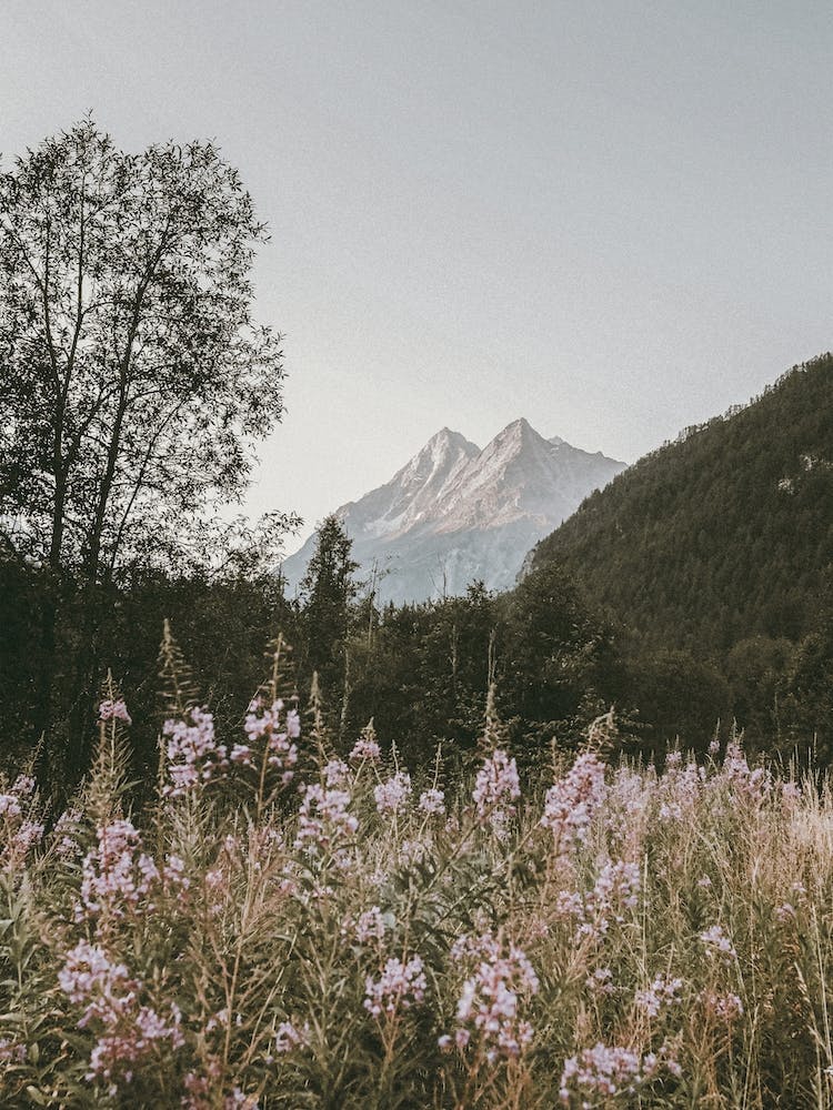 Mountain Flower Meadow
