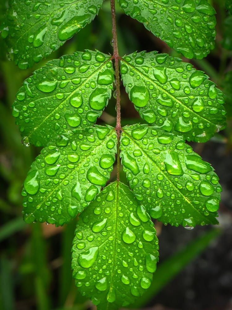 Raindrops On A Leaf 1