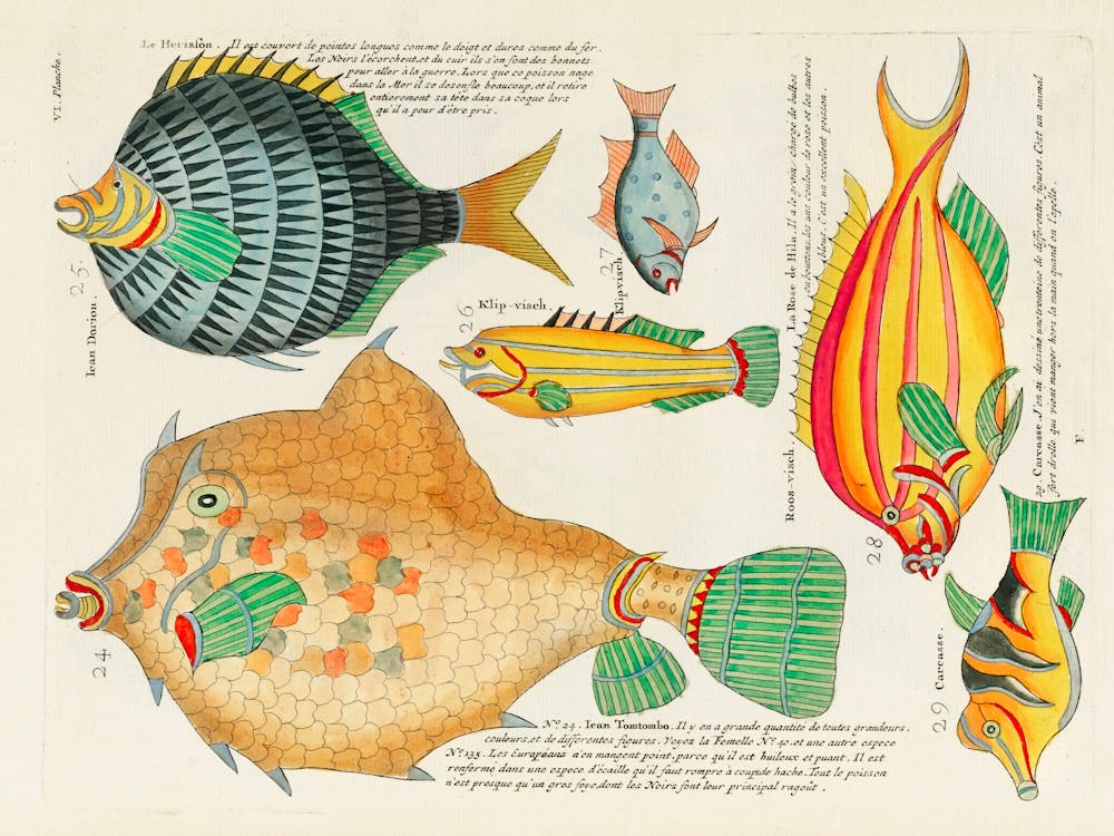 Colourful And Surreal Illustrations Of Fishes Found In Moluccas (Indonesia) And The East Indies By Louis Renard(92)