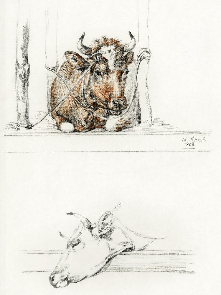 Cow In The Stable And The Head Of A Cow, Jean Bernard