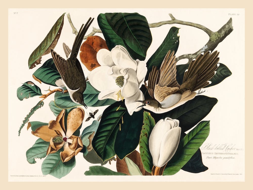 Black Billed Cuckoo, Birds Of America, John James Audubon