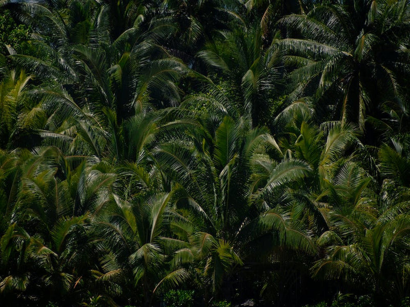 Palms1