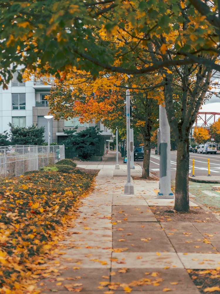 Autumn Urban Sidewalk