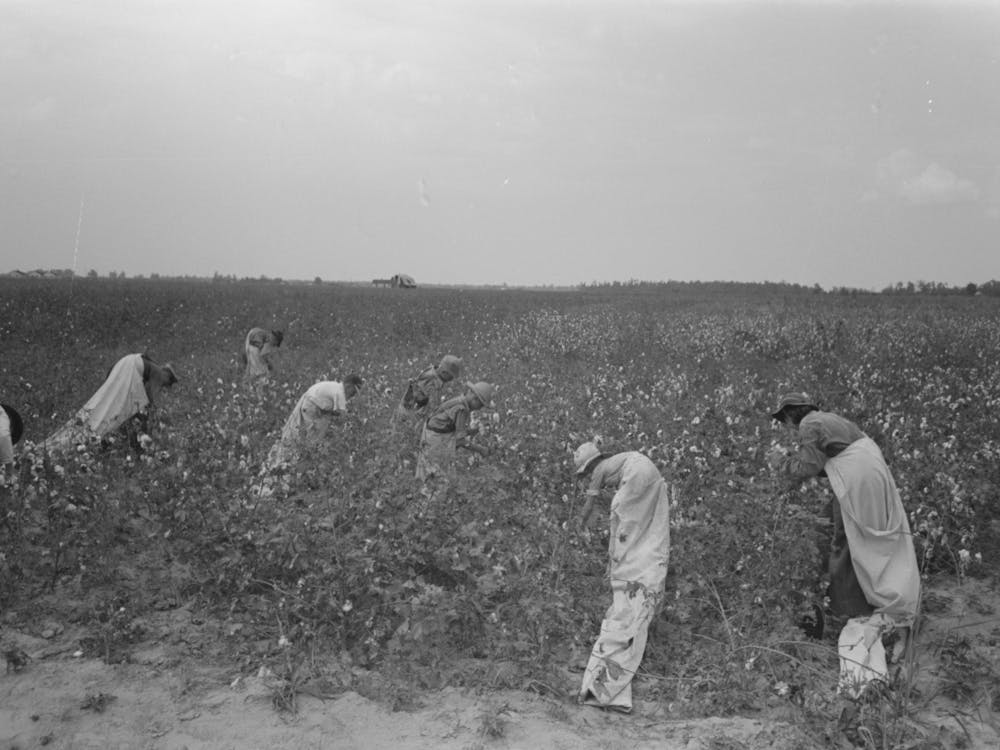 Untitled Photo, Possibly Related To Picking Cotton, Members Of Lake Dick Cooperative Association Working