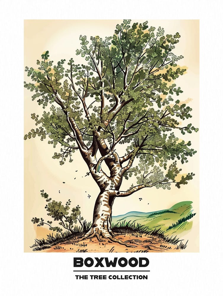 Boxwood Tree Storybook Illustration 3 Poster