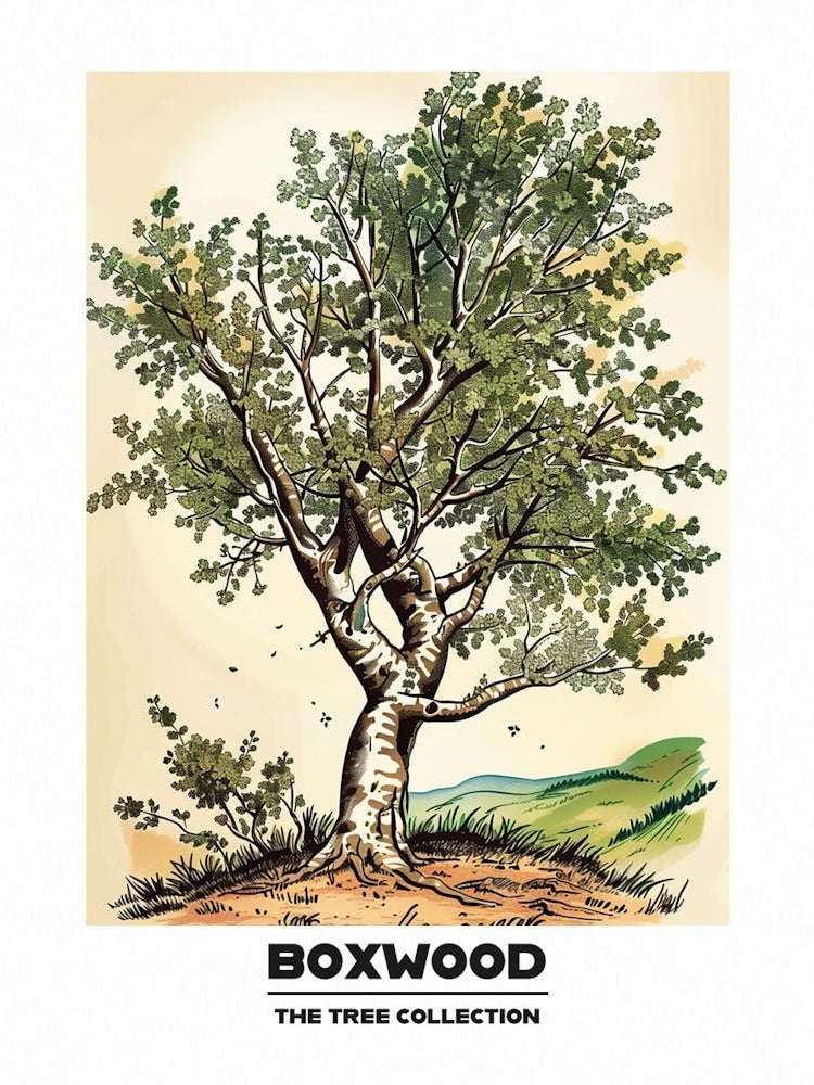 Boxwood Tree Storybook Illustration 3 Poster