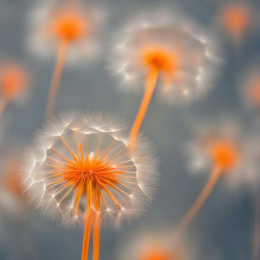 Dandelion 3