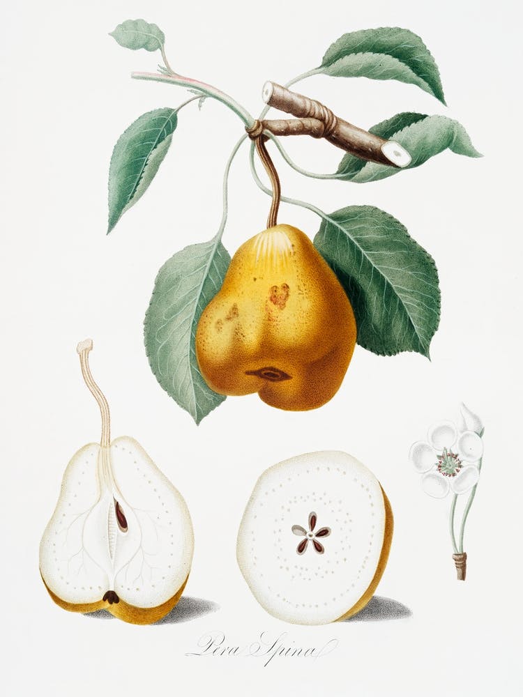 Pear (Pero Spino) From Pomona Italiana (1817 1839) , Giorgio Gallesio
