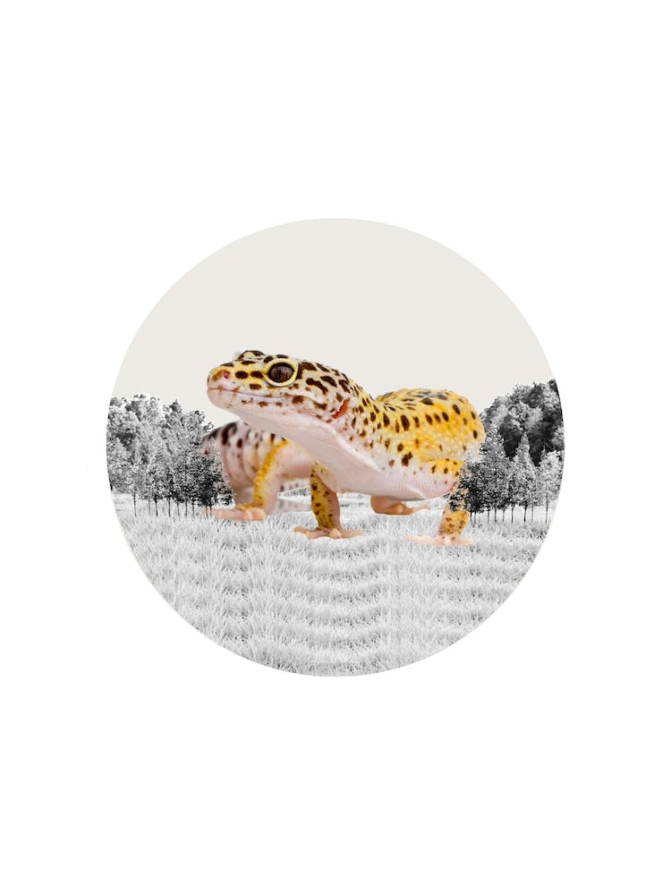 Leopard Gecko Collage