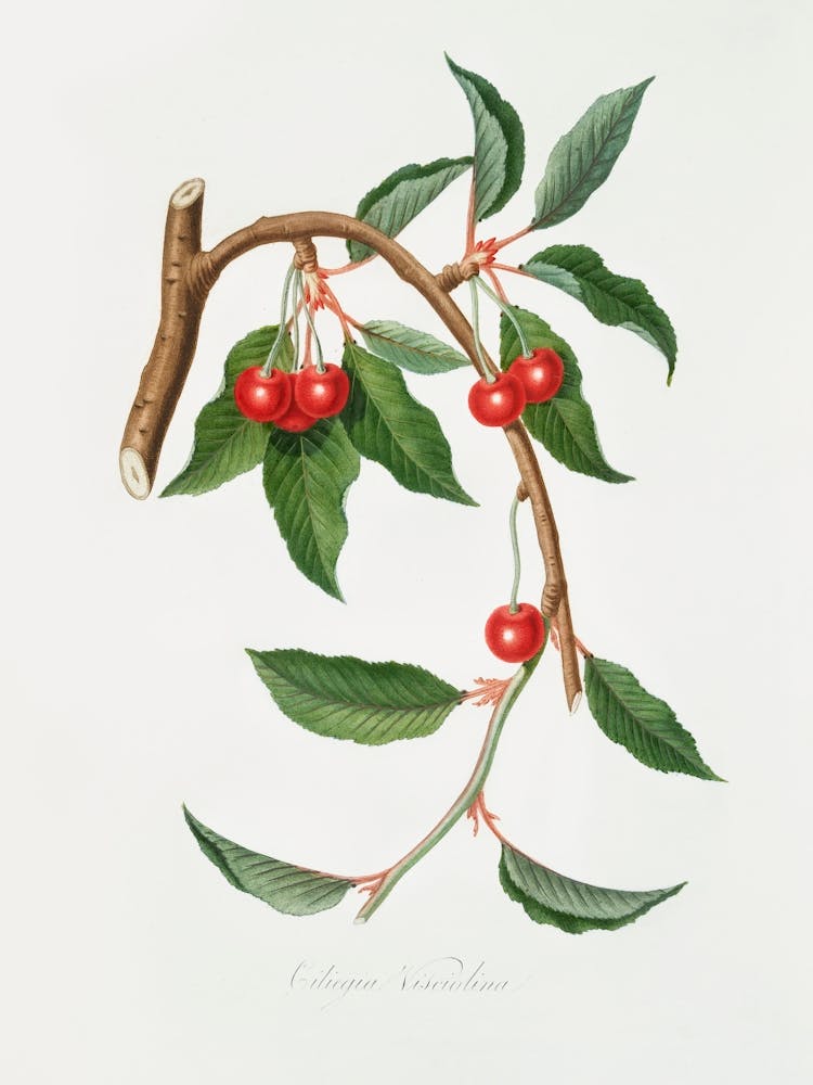 Cherry (Ciliegio Visciolino) From Pomona Italiana (1817 - 1839), Giorgio Gallesio