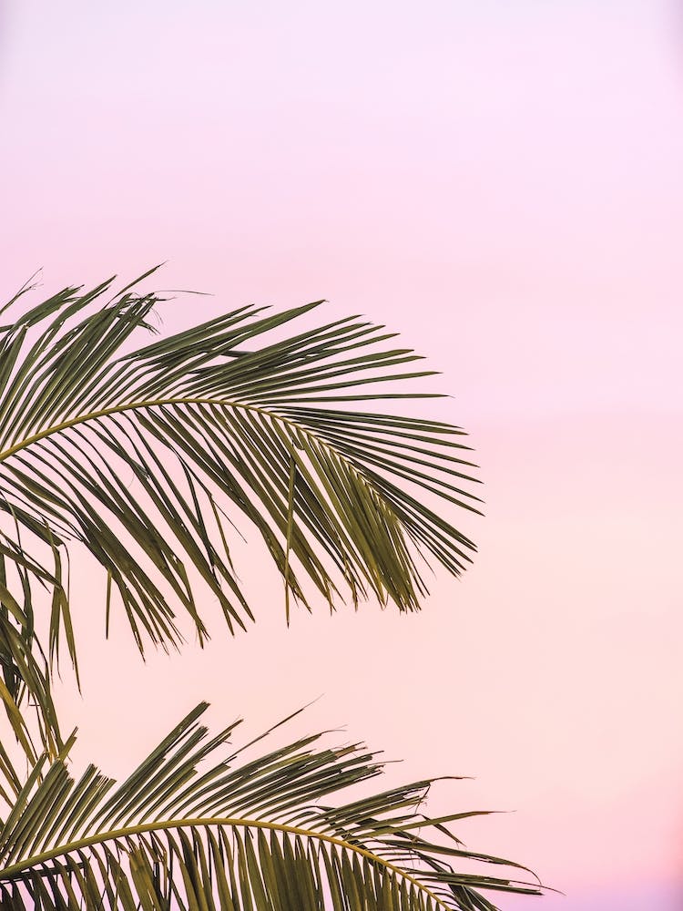 Pink Palm Sunset